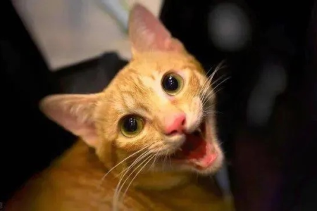 猫在晚上学婴儿哭，是生病还是发情？