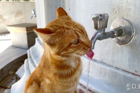 橘猫掉毛厉害怎么办？几个小妙招帮你解决难题