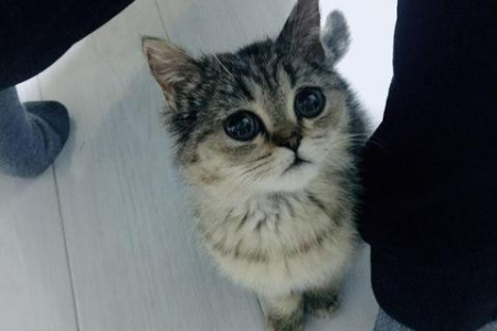 为什么我的英短猫总是咬人？教你几招应对妙招！