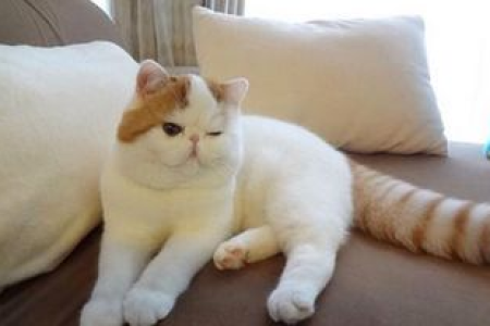 加菲猫绝育的必要性是什么？这样做能减少哪些疾病和风险？