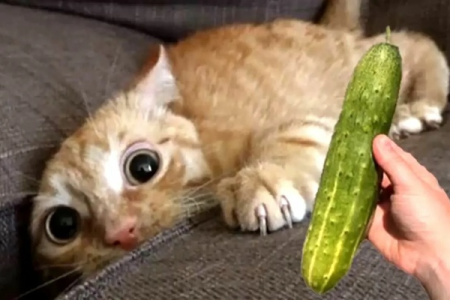 猫咪见到黄瓜为何如此害怕？这背后隐藏着什么秘密？