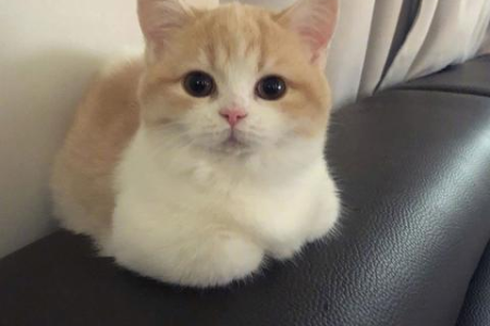 猫咪见了黄瓜香蕉就跑？水又是什么情况？
