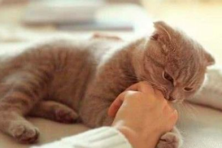 为什么我的猫猫喜欢踩被子还咬被子？行为解读及应对方法