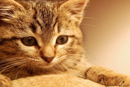 家猫吃鱼刺真的没事吗？深度解析猫咪的消化能力！