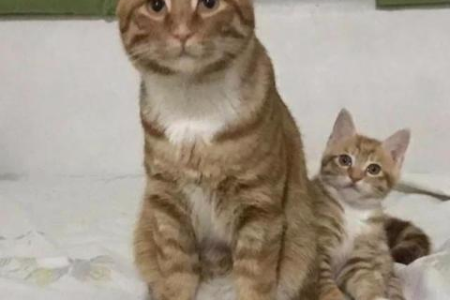 母橘猫真的少见吗？基因决定猫咪毛色的真相