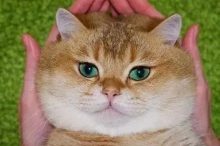 四个月小橘猫一直叫个不停？原因和解决方法都在这！