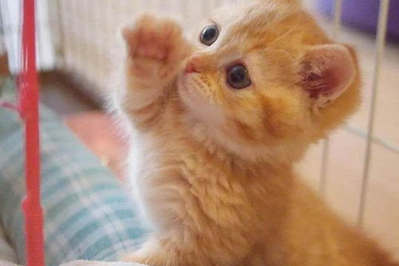 公橘猫晚上一直叫？可能是饿了、渴了，或寂寞！