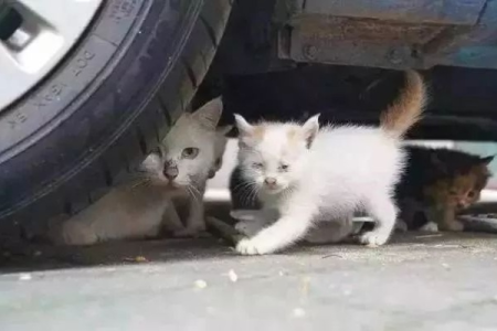 深冬时节，流浪猫为何偏爱车底？暖和又安全？