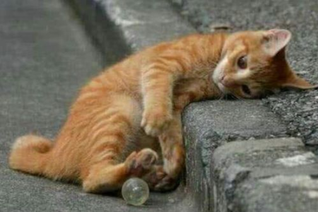 曾经亲近的流浪猫为何疏远？找出原因改善关系