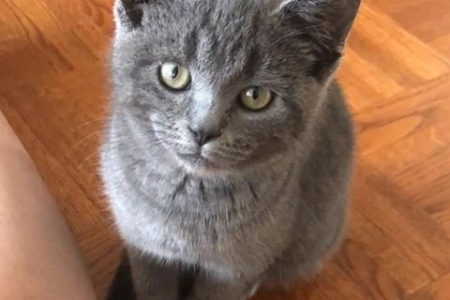 为什么捡到的流浪猫这么粘人？如何与它和谐相处？