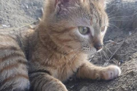 流浪猫跟着你走是为什么？饿了？还是寂寞了？