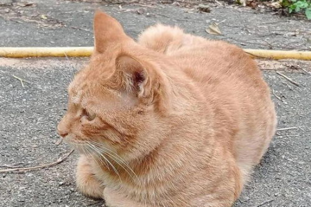 解读流浪橘猫蹭裤腿的真正原因及含义是什么