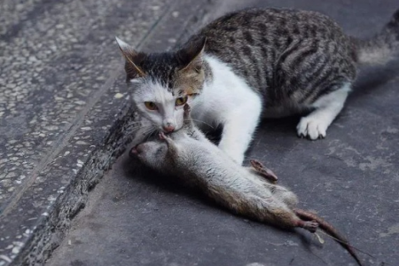 为什么猫总是能抓到老鼠？猫的捕鼠技巧大揭秘！
