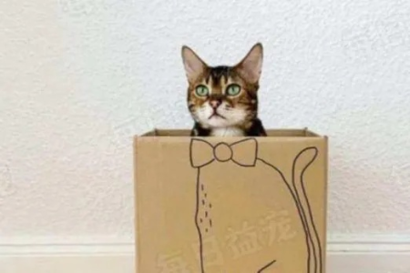 猫咪为啥爱钻纸箱子？揭秘猫咪对纸箱的痴迷！