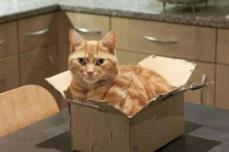 为什么猫咪这么喜欢纸箱？探索猫猫爱纸箱的真正原因