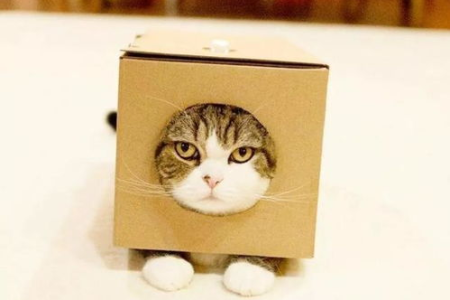 小猫为什么这么爱钻纸盒子？揭秘猫咪对纸箱的痴迷！