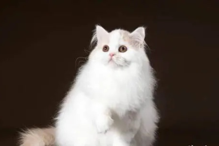 为什么不建议养高地猫？看完你就明白了！