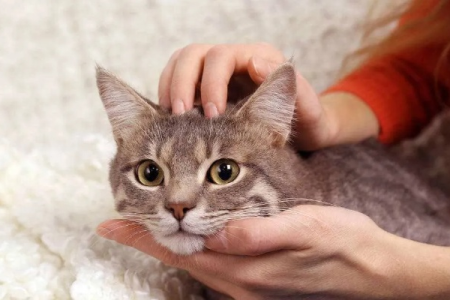 如何撸猫：5个撸猫小技巧，治愈系撸猫体验，从此和猫咪做朋友