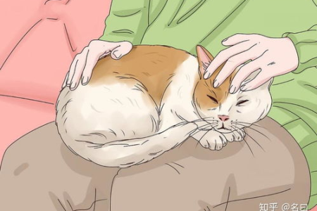 想和猫咪亲密无间？教你如何正确撸猫的技巧