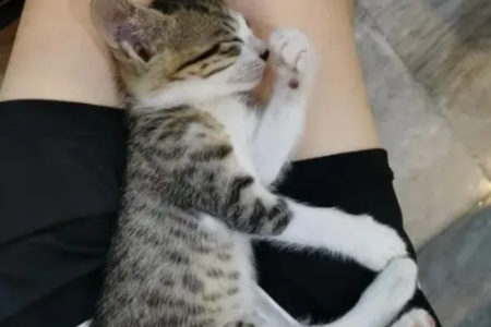 猫咪为啥爱睡两腿中间？这背后隐藏着哪些秘密？