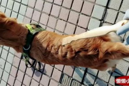 后脚挠痒痒：猫咪用后脚挠痒的背后原因是什么