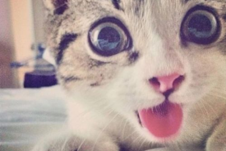 猫咪歪头是什么意思？揭秘猫咪可爱行为的真相