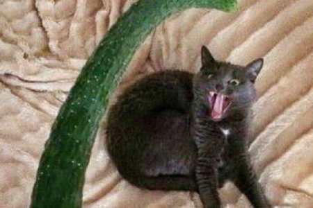 猫咪见到黄瓜就跑？真相竟是这几种原因！