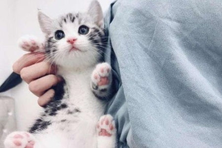 我的美短猫为什么养不胖？可能是这些原因导致的