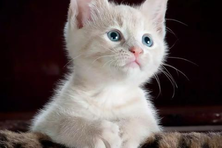 母猫为什么比公猫瘦？揭秘猫咪体重差异的秘密
