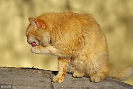 猫咪为什么喜欢舔爪子洗脸？这背后的秘密是什么？