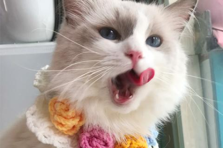 小猫用爪子洗脸的秘密：清洁、舒缓还是标记领地？