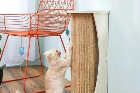 猫抓沙发怎么办？猫抓板帮你解决抓挠难题！
