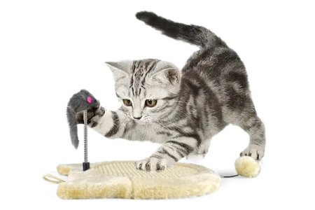 解读猫咪行为：猫为什么要抓猫抓板？你了解吗？