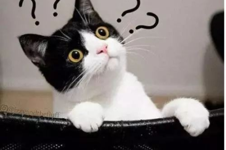 猫咪躲在黑暗里是为什么？详解猫咪的躲藏习性