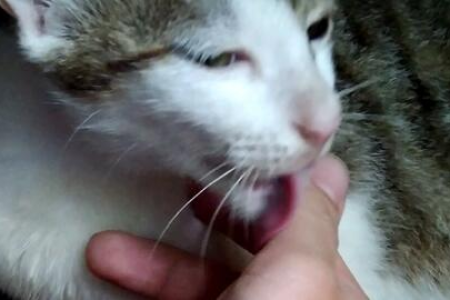 我的猫疯狂挠咬我的手，这到底是为什么？