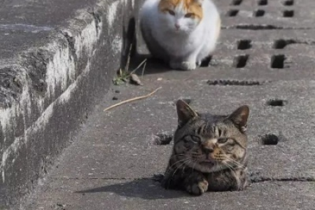为什么流浪猫喜欢钻下水道？背后的生存真相
