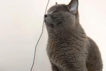 猫咪每天坐在窗边看外面，它到底在想什么？