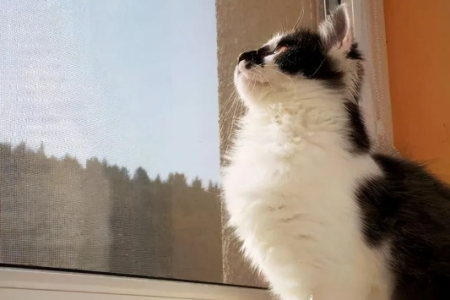 猫咪爱窗边，是好奇还是另有隐情？