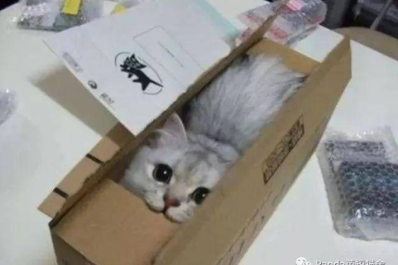 猫咪为啥喜欢睡纸箱子？豪华猫窝都比不上！