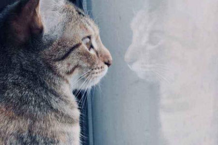 为什么流浪猫能活下来？看看它们的生存策略