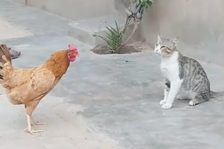 家猫PK公鸡：谁是真正的战斗王者？你绝对想不到！