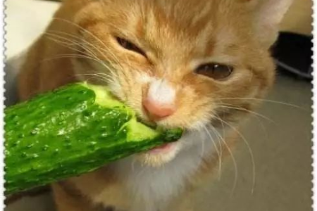 猫咪看到黄瓜吓一跳？这几个原因你必须知道！
