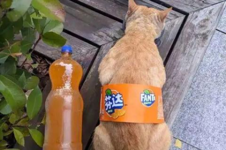 解密猫咪爱羽毛球的秘密：满足本能还是单纯好玩？