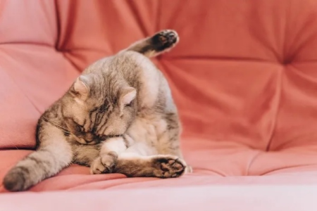 猫为什么闻完屁股后会张着嘴？这背后隐藏着什么秘密？