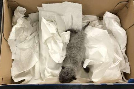 猫咪为什么喜欢待在鞋盒和鞋子上？原来是这个原因！