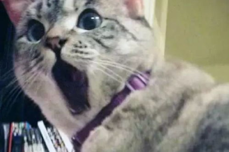 你的拖鞋被猫啃了？这可能是猫咪在释放压力！