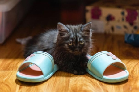 猫为什么喜欢把脚放在拖鞋里？原来是这个原因！