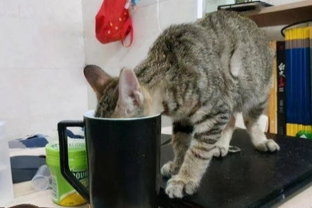解密：猫爱抱主人的拖鞋的3个主要原因
