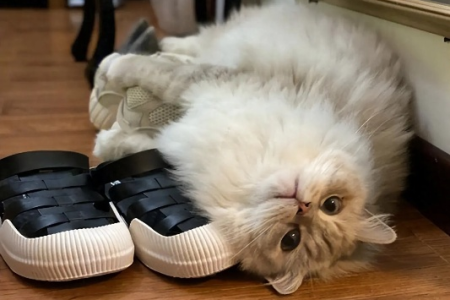 为什么猫咪对拖鞋情有独钟？探索猫咪的古怪癖好！