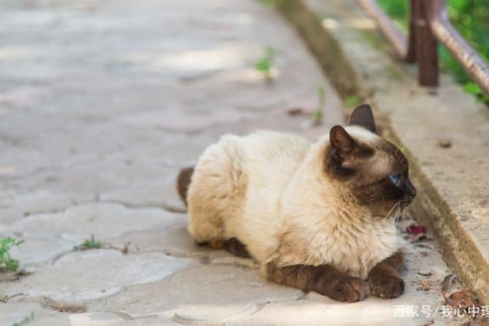 暹罗猫流浪记：牠们是如何变成流浪猫的？